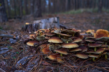 mushrooms in the forest grower on the stump