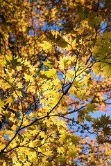 紅葉　autumn leaves