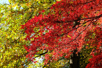 Acer palmatum autumn foliage commonly known as Japanese maple in geneva, Switzerland