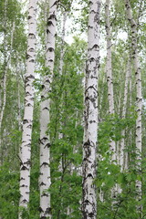 Fototapety  Young birch with black and white birch bark in summer in birch grove against the background of other birches