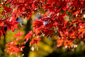 Acer palmatum autumn foliage commonly known as Japanese maple in geneva, Switzerland