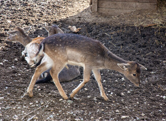 Animals in zoo