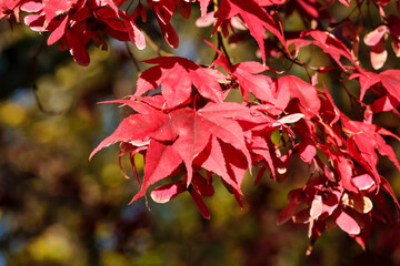 Acer palmatum autumn foliage commonly known as Japanese maple in geneva, Switzerland
