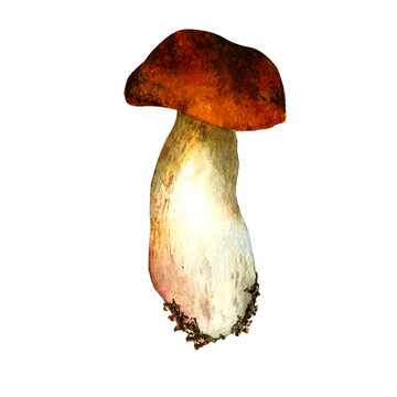 Watercolor forest mushroom isolated on white background