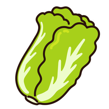 Illustration of simple outlined Chinese cabbage leaves