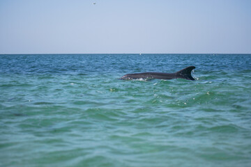 Fototapeta premium dolphin in the water