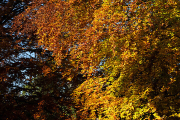 autumn foliage in the botanic garden in Geneva, Switzerland