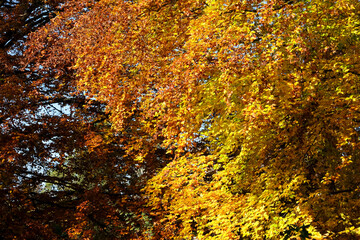 autumn foliage in the botanic garden in Geneva, Switzerland