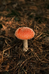 fly agaric mushroom