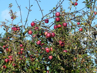 Red apples on the tree. Apple on average 12 mg / 100 g vitamin C. Hannover, Germany.