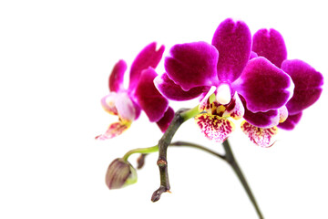 Fototapeta na wymiar Purple orchid flower, phalaenopsis or falah on a white background. Selective focus. There is a place for your text.