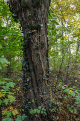 Fototapeta premium Laubwald mit starken alten Bäumen im Herbst