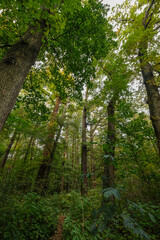 Obraz premium Laubwald mit starken alten Bäumen im Herbst