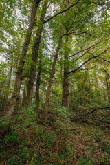  Laubwald mit starken alten Bäumen im Herbst