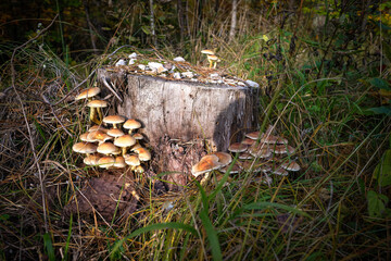 Pilze im Herbstwald