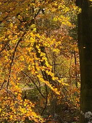 Herbst Wald