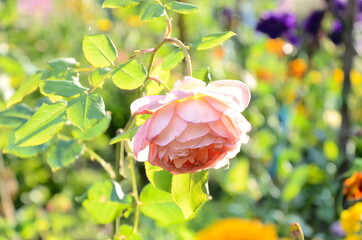Delicate rose flower on a sunny day. The rosebud is down. The petals shine through in the sunlight.