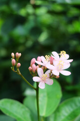 Pink melastomes flower on blur background