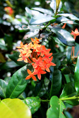 Daphnes flower with blur background