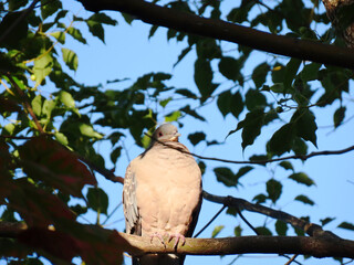 Fototapeta na wymiar 樹上で日向ぼっこする鳩