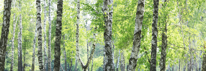 Young birch with black and white birch bark in summer in birch grove against the background of other birches