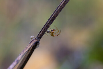 small spider on a bush branch