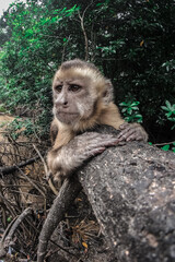 Primate in natural habitat in black and white - Monkey hanging from tree with reflective look