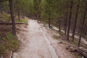 Obraz premium Dirt trail through the woods at the Artists Paint Pots area of Yellowstone National Park