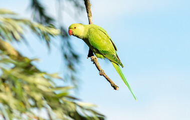 ring neck parakeet