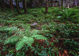 Naklejka premium Fern in the forest, Slovakia