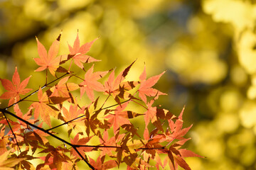 多聞院（埼玉県）の紅葉