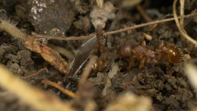 Super close-up, detailed. brown ants in an anthill. copy space.