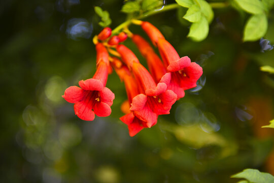 Blooming liana Campsis (Latin Campis) is a genus of deciduous lianas of the Bignoniaceae family. Red, long flowers growing in inflorescences. Selective focus. Bokeh effect.
