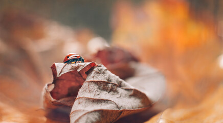 Ladybug on dried orange leaf