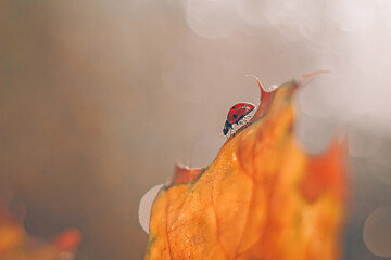 Ladybug on orange autumn leaf