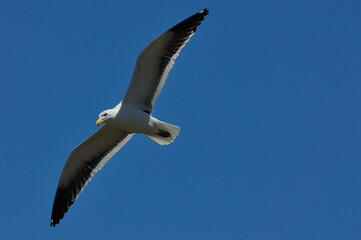 Fototapeta na wymiar A seagull in full flight against a blue West Coast sky