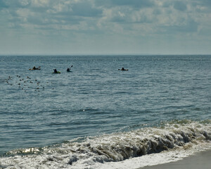 Four kayakers passing a flock of floating sea gulls in Cape May