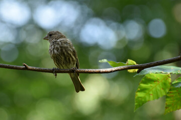 Juvenile house finch perched on a branch
