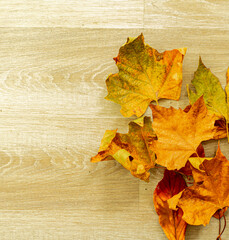 Obraz premium autumn leaves on wooden background