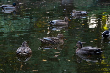 池で泳ぐ鴨たち