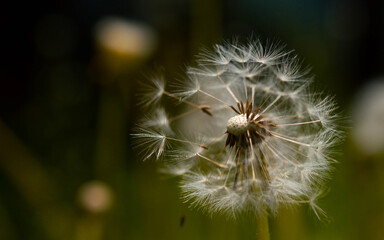 Dandelion macro, dandelion in the wind seeds floating away, nature photo