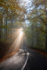 Naklejka na ściany i meble sunbeams through the fog in the forest on the road