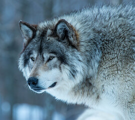 wolf in winter