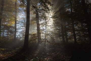Obraz premium Orange golden forest landscape in autumn, backlight sun shining through the woods with fog, beautiful colors.