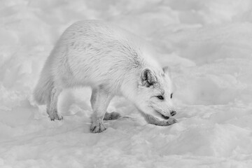Arctic Fox in the snow
