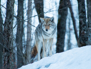 Obraz premium Coyote in the snow