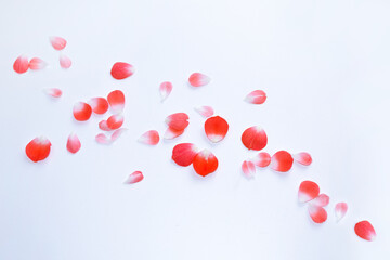 Bright pink rose petals. floral background.