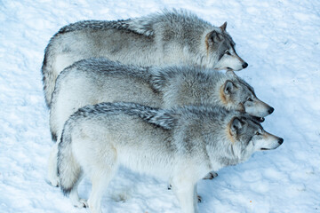 Obraz premium Trio of Wolves in the snow