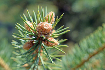 A sprig of a coniferous tree with small light brown cones and green needles. Horizontal macro photography on a sunny day.