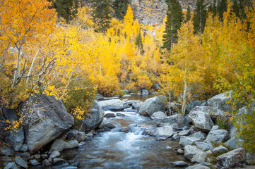 Aspen along the Rapids